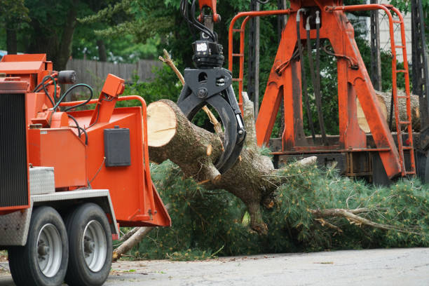 Tree Root Removal in Winnsboro, SC